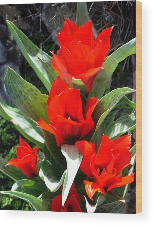 Tulips Wood Print featuring the photograph Tulip Flame by Steve Karol