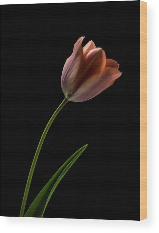 Still Life Wood Print featuring the photograph Tulip in quiet Light by Ron Roberts