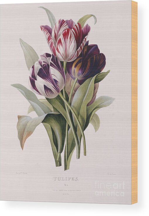Flower; Plant; Botany; Botanical Wood Print featuring the painting Tulips by Pierre Joseph Redoute