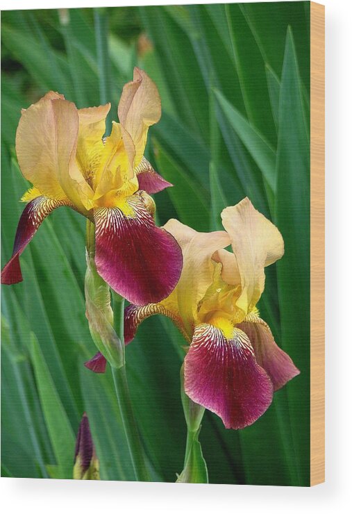 Fine Art Wood Print featuring the photograph Two Iris by Rodney Lee Williams