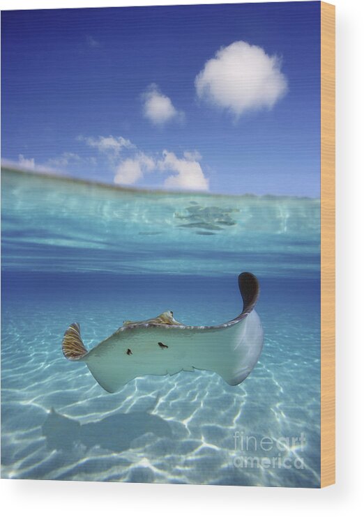 Above Wood Print featuring the photograph Underwater Stingray 3 by M Swiet Productions