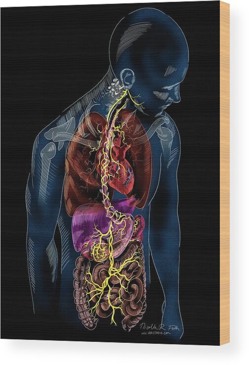 Nerve Wood Print featuring the photograph Vagus Nerve Anatomy by Nicolle R. Fuller/science Photo Library