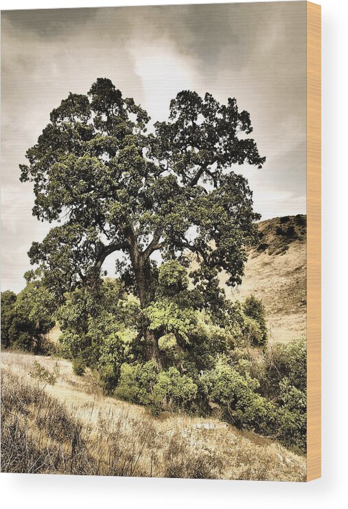 California Wood Print featuring the photograph Valley Oak by Parrish Todd