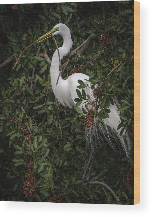 Birds Wood Print featuring the photograph Venice Rookery Egret by Donald Brown
