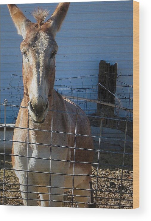 Donkey Wood Print featuring the photograph What's Up by Nadalyn Larsen