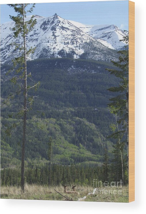 Whistler Mountain Wood Print featuring the photograph Whistler - Jasper - Canada by Phil Banks