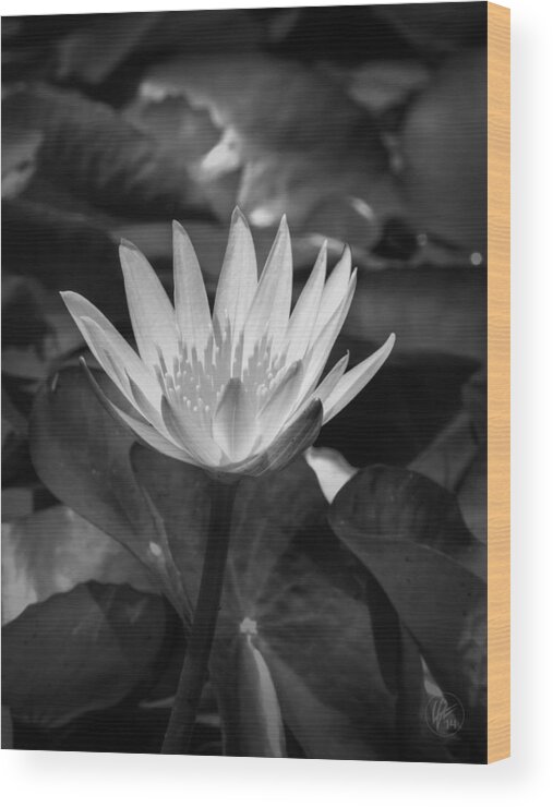 Water Lilies Wood Print featuring the photograph White Water Lily 001 BW by Lance Vaughn