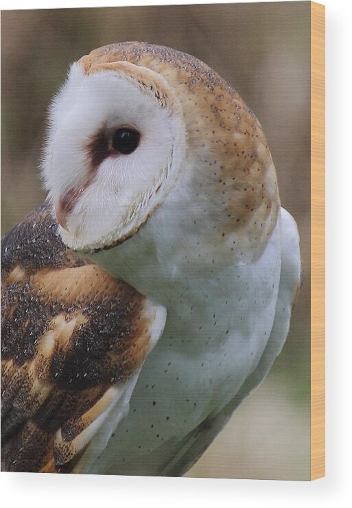 Barn Owl Wood Print featuring the photograph Who Said That? by Randy Hall
