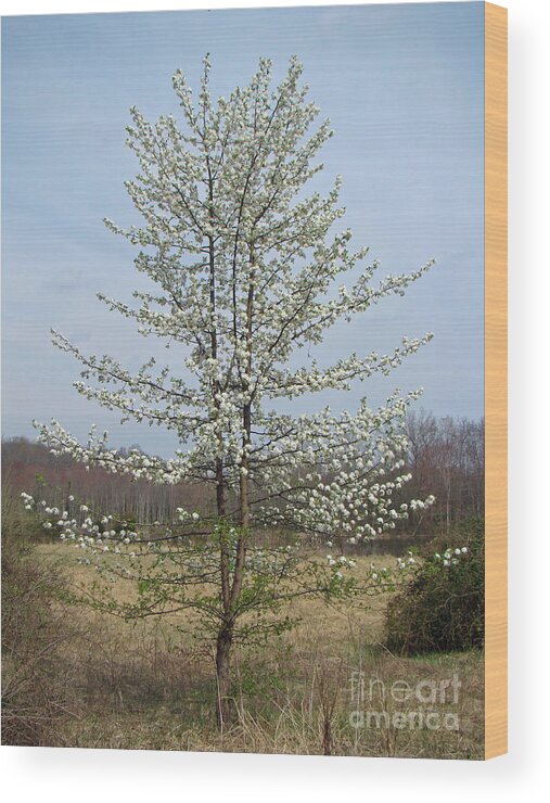 Tree Wood Print featuring the photograph Wild Cherry Tree in Spring Bloom by Carol Senske