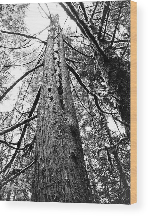 Snag Wood Print featuring the photograph Wild Things Hotel by Adria Trail