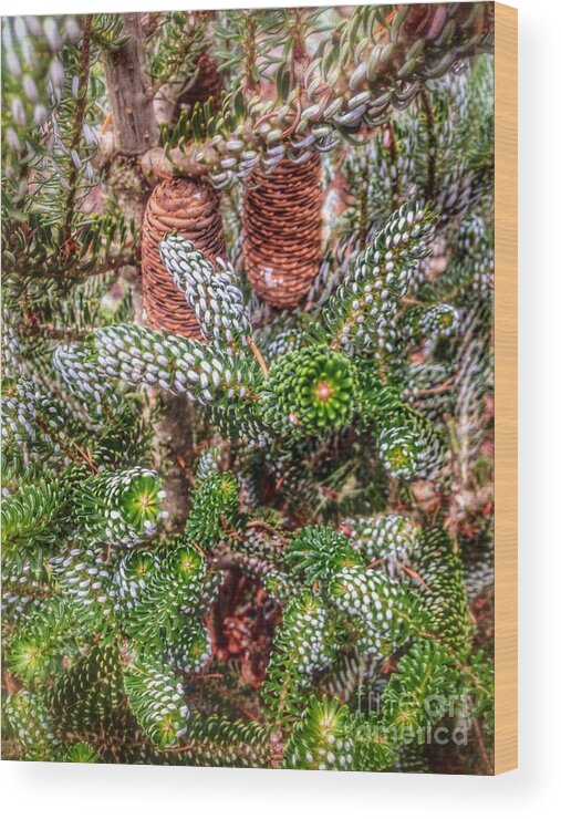 Winter Pine Wood Print featuring the photograph Winter Pine  by Susan Garren
