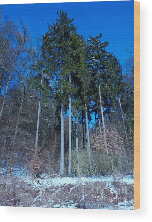 Photo Wood Print featuring the photograph Winterforest by Eva-Maria Di Bella