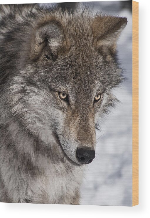 Wolf Portrait Wood Print featuring the photograph Wolf Portrait by Patrick Boening