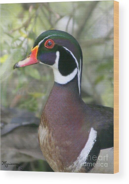 Fauna Wood Print featuring the photograph Wood Duck by Mariarosa Rockefeller