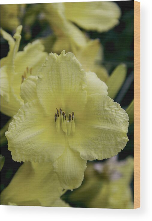 Day Wood Print featuring the photograph Yellow Day Lily by Paul Shefferly