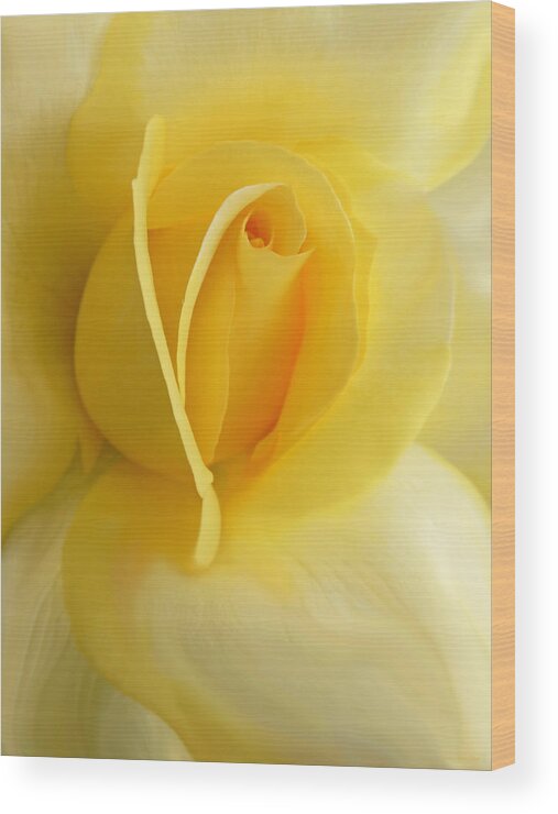 Rose Wood Print featuring the photograph Yellow Rose Portrait by Jennie Marie Schell