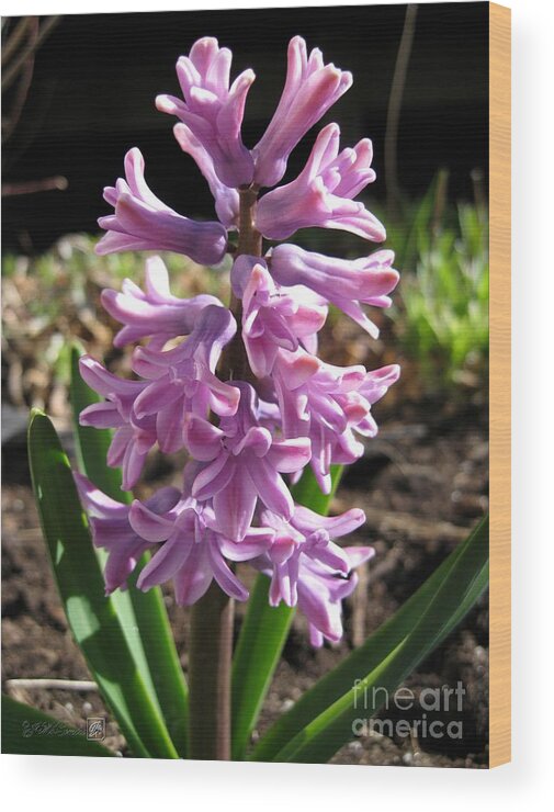 Hyacinth Wood Print featuring the photograph Hyacinth named Splendid Cornelia #1 by J McCombie