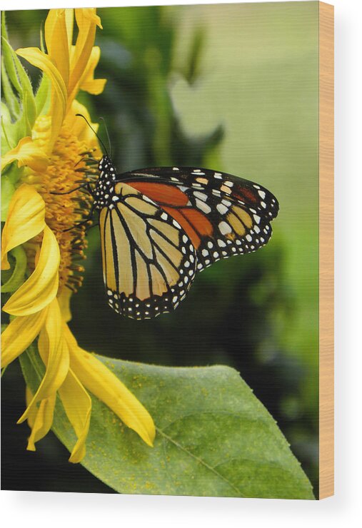 Monarch Wood Print featuring the photograph Monarch And The Sunflower by Sandi OReilly