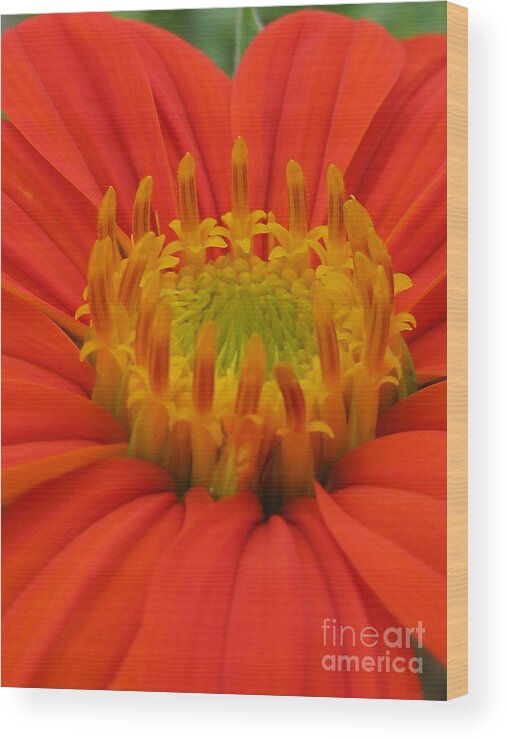 Flower Wood Print featuring the photograph Plentiful by Tina Marie