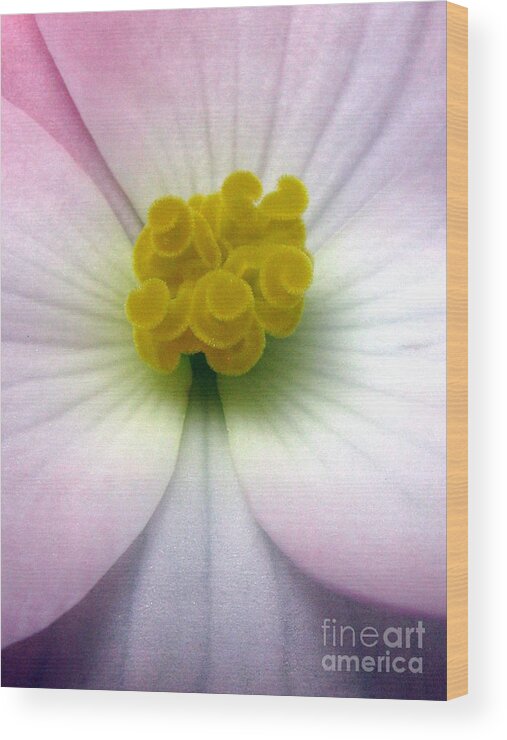 Flower Wood Print featuring the photograph Unguarded by Tina Marie