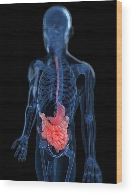 Vertical Wood Print featuring the digital art Healthy Digestive System, Artwork #11 by Sciepro