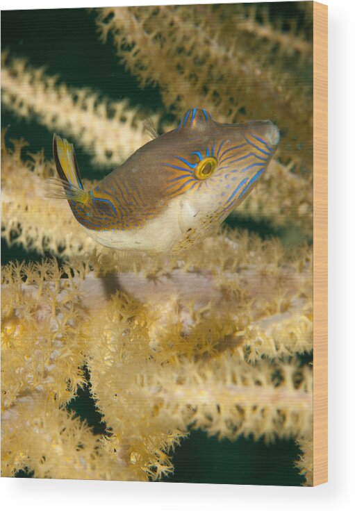 Sharp Nosed Puffer Wood Print featuring the photograph Puffer Acrobatics by Jean Noren