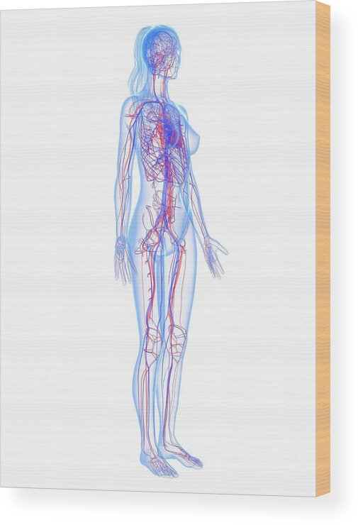 Vertical Wood Print featuring the digital art Cardiovascular System, Artwork #21 by Sciepro