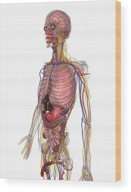 Vertical Wood Print featuring the digital art Male Anatomy, Artwork #21 by Sciepro