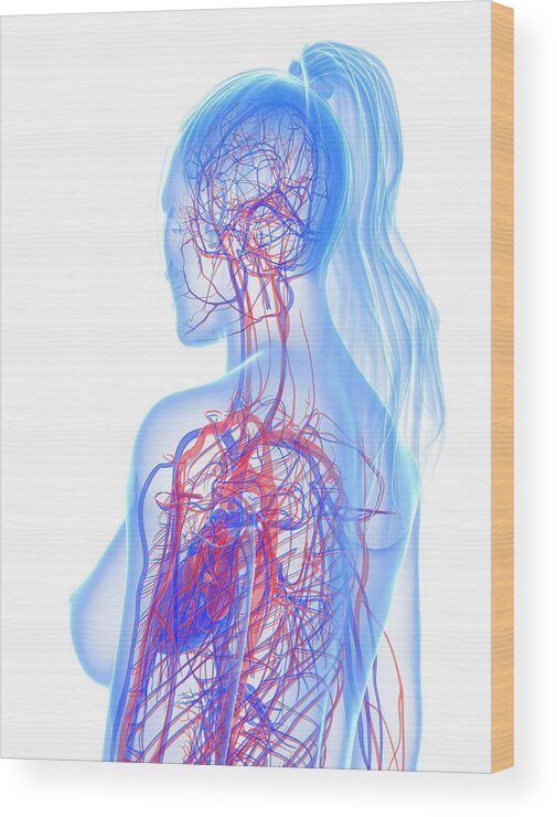 Vertical Wood Print featuring the digital art Cardiovascular System, Artwork #25 by Sciepro