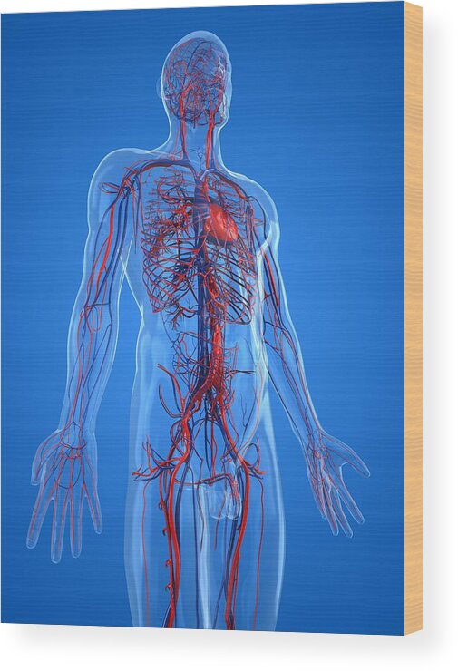 Vertical Wood Print featuring the digital art Cardiovascular System, Artwork #28 by Sciepro