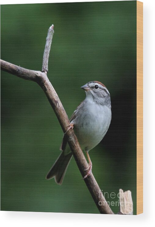 Nature Wood Print featuring the photograph Chipping Sparrow #32 by Jack R Brock