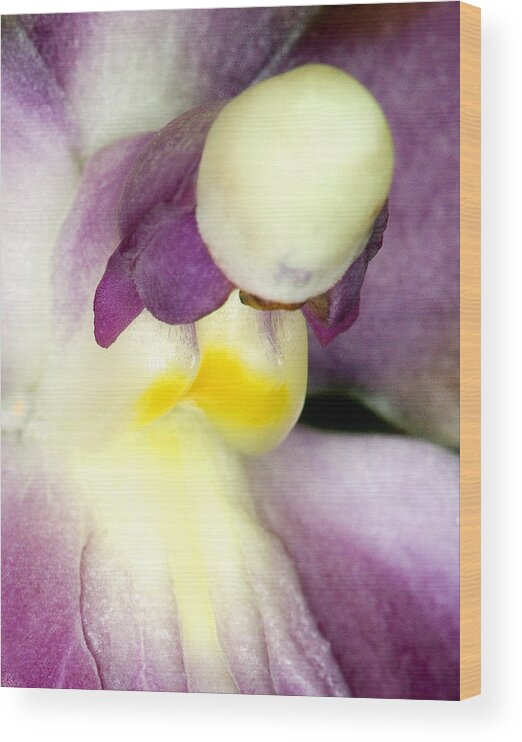 Ribet Wood Print featuring the photograph Orchid Flower Bloom #6 by C Ribet