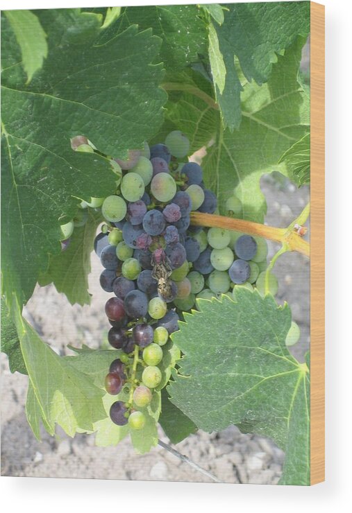 Grape Wood Print featuring the photograph A Spider on the Grapes by Angela Rose