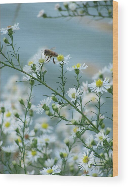 Bee Wood Print featuring the photograph Bee 1 by Anita Burgermeister