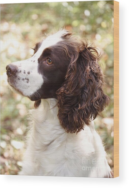 Springer Spaniel Wood Print featuring the photograph Before the Hunt - English Springer Spaniel by Angie Rea