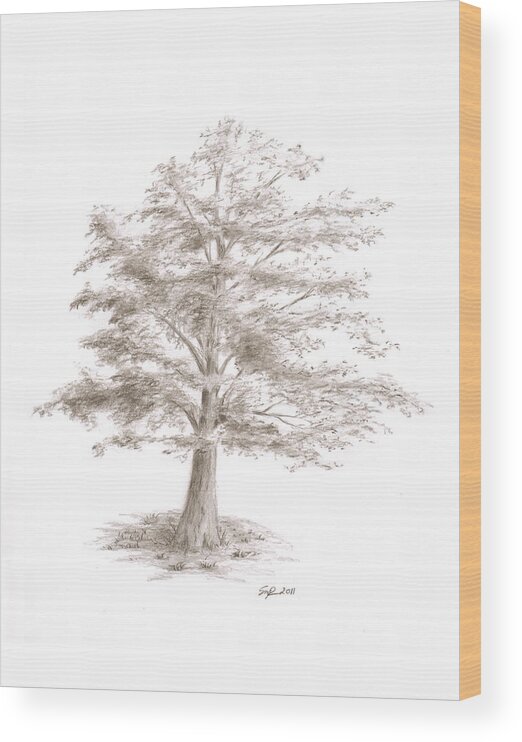 Sketch Wood Print featuring the drawing Black Oak by Steven Powers SMP