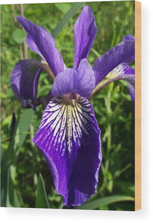 Nature Wood Print featuring the photograph Blue Flag Iris by David Pickett