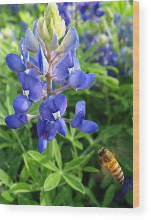 Flower Wood Print featuring the photograph Bluebonnets and Bees by Stacy Michelle Smith