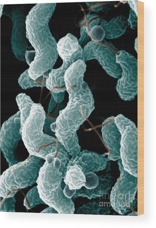 Campylobacter Bacteria Wood Print featuring the photograph Campylobacter Bacteria by Science Source