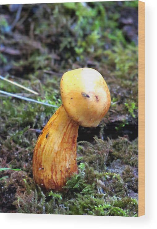 Mushroom Wood Print featuring the photograph Cute As A Button by Marie Jamieson