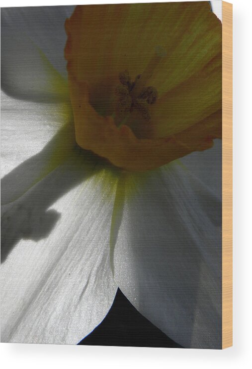 Daffodil Wood Print featuring the photograph Daffy Glimmer Reflections by Kim Galluzzo Wozniak