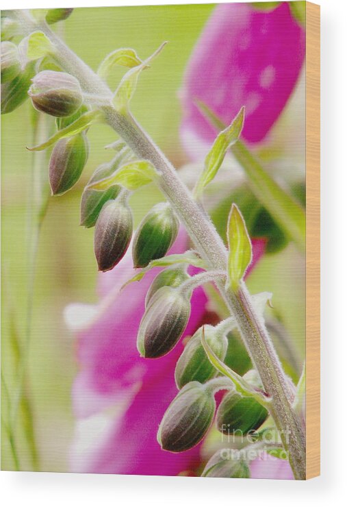 Foxglove Wood Print featuring the photograph Discussing When To Bloom by Rory Siegel