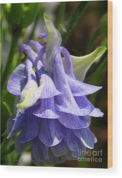 Columbine Wood Print featuring the photograph Double Columbine named Light Blue by J McCombie