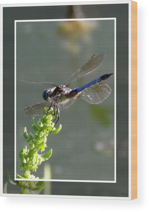 Blue Wood Print featuring the photograph Dragon fly by Kim Galluzzo Wozniak