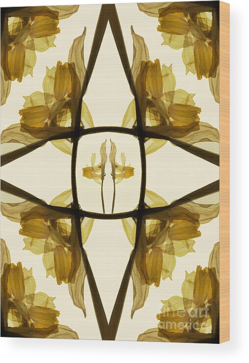 Daffodils Wood Print featuring the photograph Dried Daffodil Composition by Janeen Wassink Searles