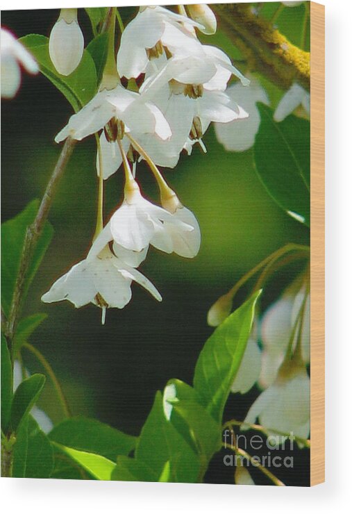 Flowers Wood Print featuring the photograph Faerie Bells 2 by Rory Siegel