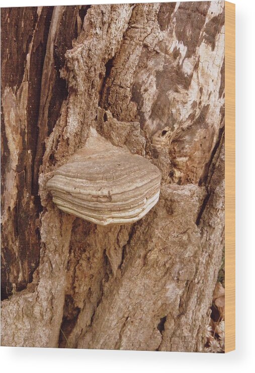 Fungi Wood Print featuring the photograph Fungi by Kim Galluzzo Wozniak