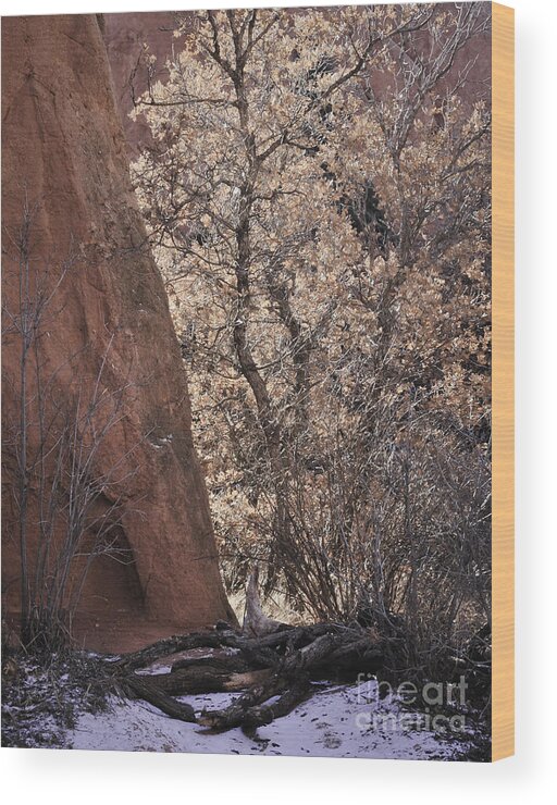 Color Landscape Photography Wood Print featuring the photograph Gathering Firewood by David Waldrop