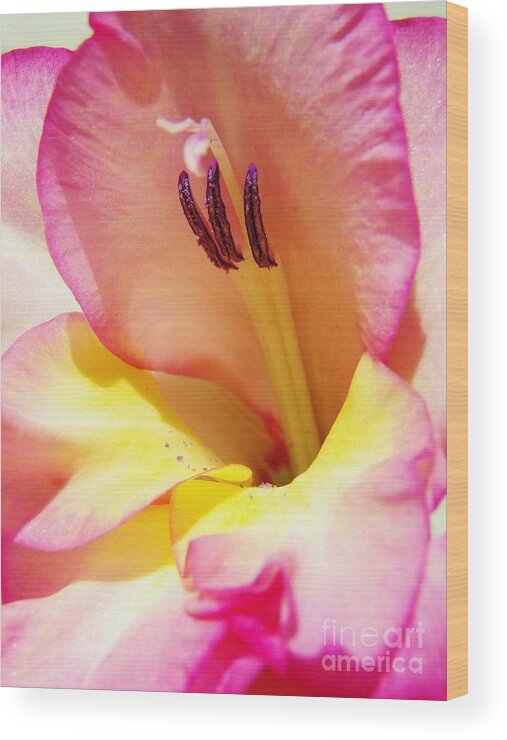 Gladiola Wood Print featuring the photograph Gladiola by Judy Via-Wolff