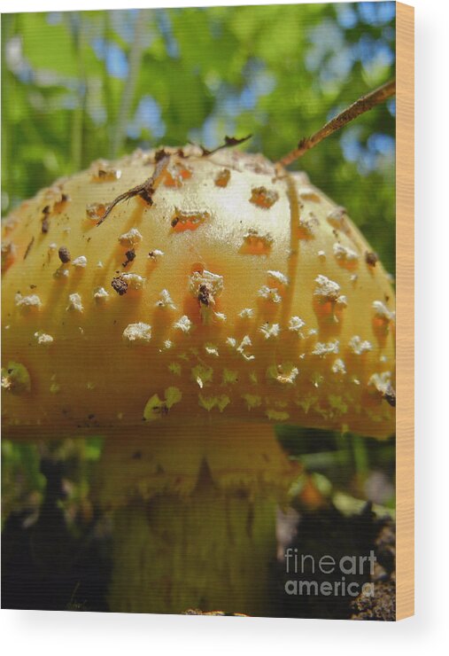 Toadstool Wood Print featuring the photograph Gnome Home by KD Johnson